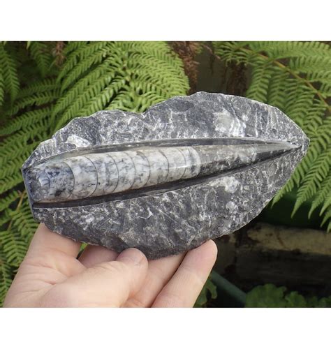 orthoceras fossil fake